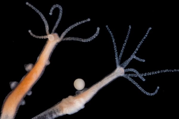 Kraken onion 2024