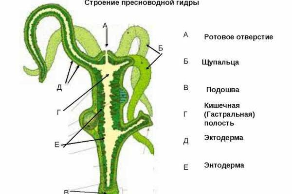 Забыл пароль от кракен