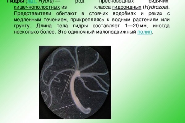 Kraken onion darknet zerkalo